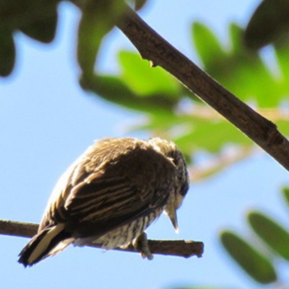 White-barred Piculet (White-barred) - ML608526280