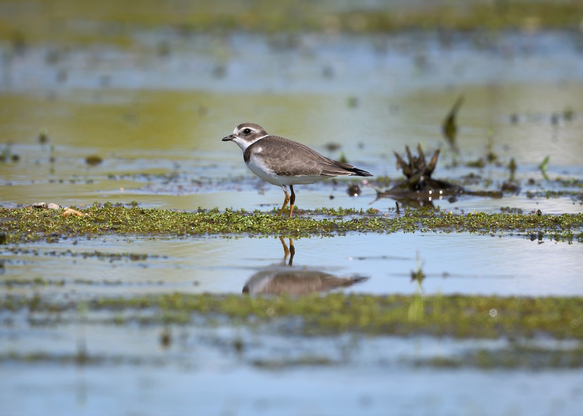 Semipalmated Plover - ML608526292