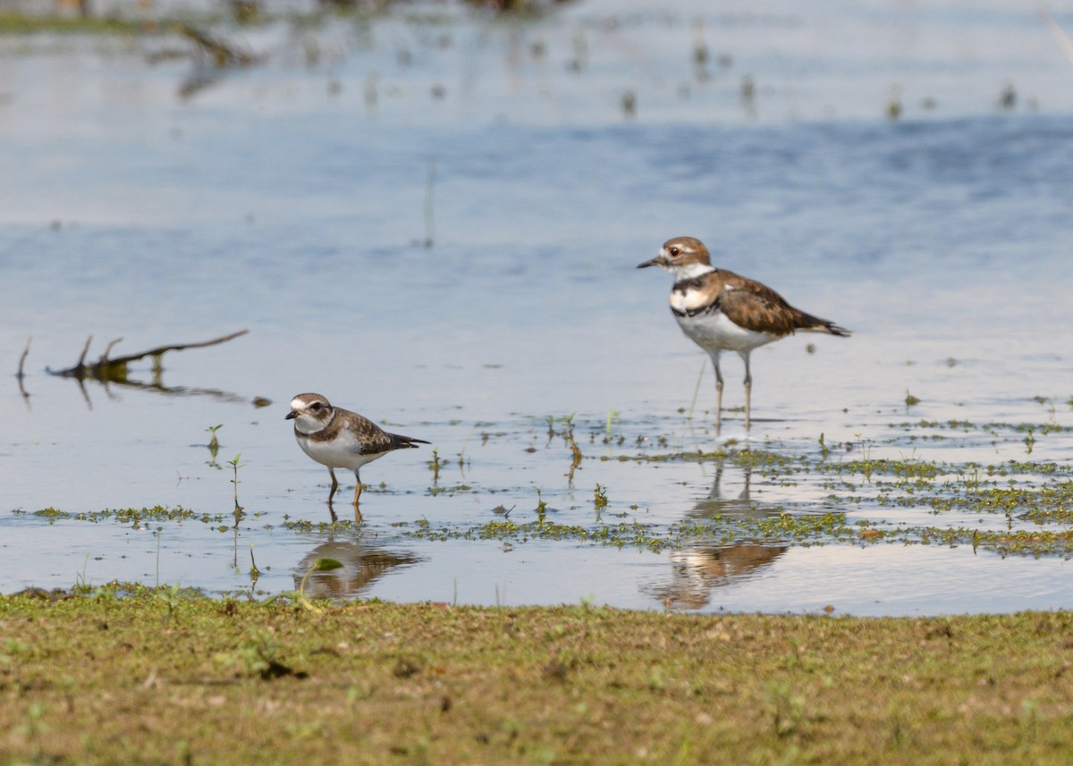 Semipalmated Plover - ML608526293