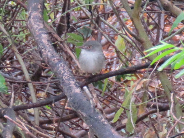 Pearly-vented Tody-Tyrant - ML608526948