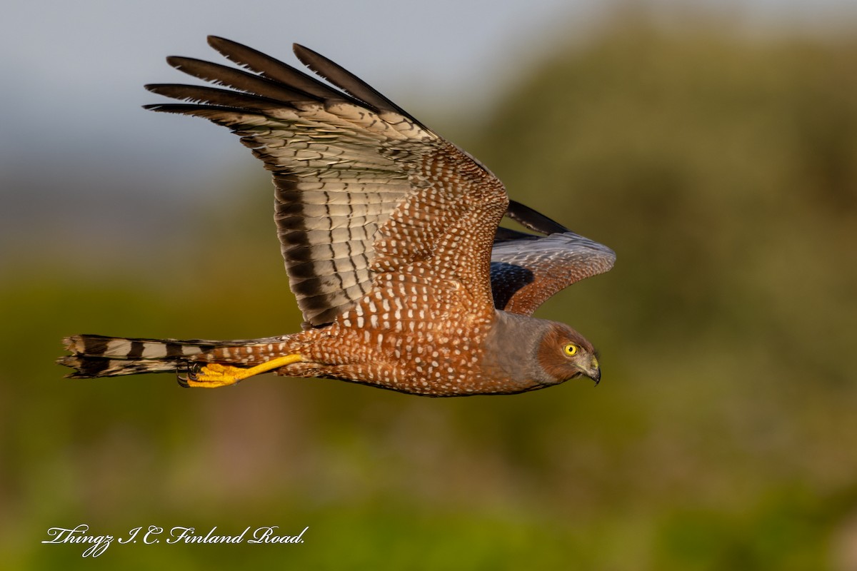 Spotted Harrier - ML608527017