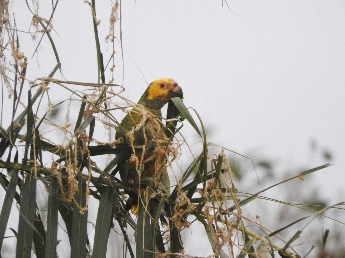Yellow-faced Parrot - ML608527362