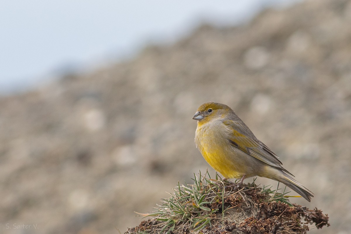 Patagonian Yellow-Finch - Sebastián Saiter Villagrán
