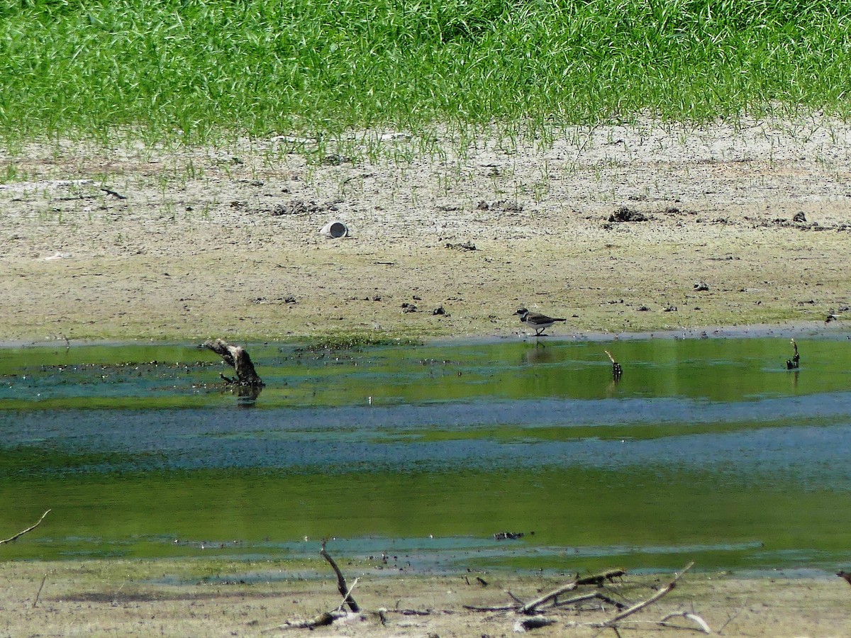 Semipalmated Plover - ML608527735
