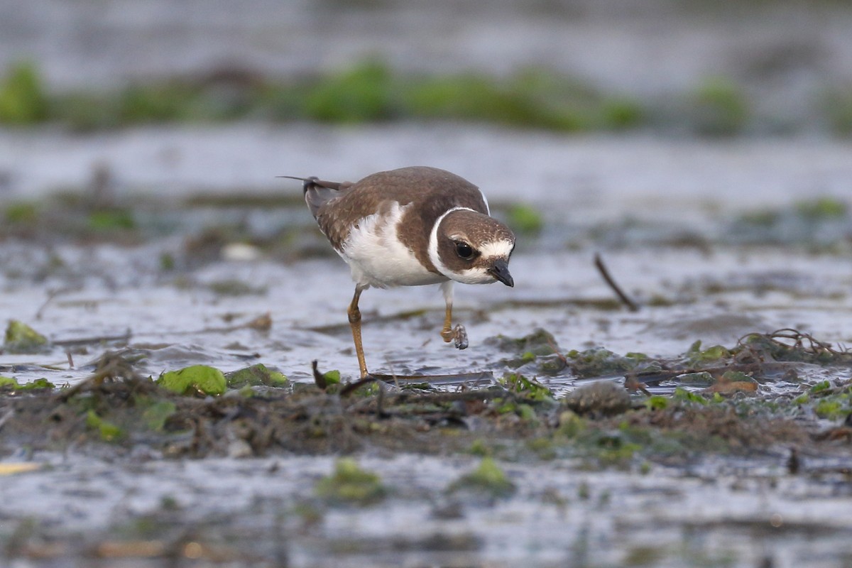 Semipalmated Plover - ML608528257