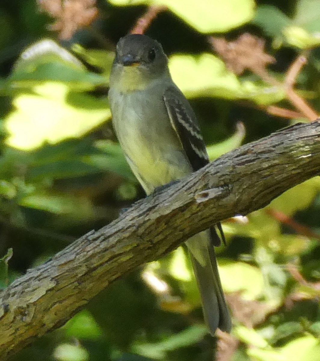 EBird Checklist 5 Sep 2023 Lake Frank 25 Species