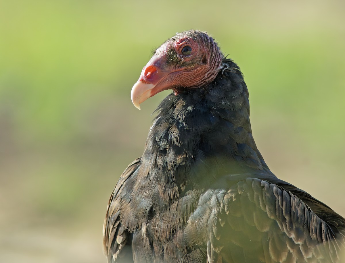 Turkey Vulture - ML608529009