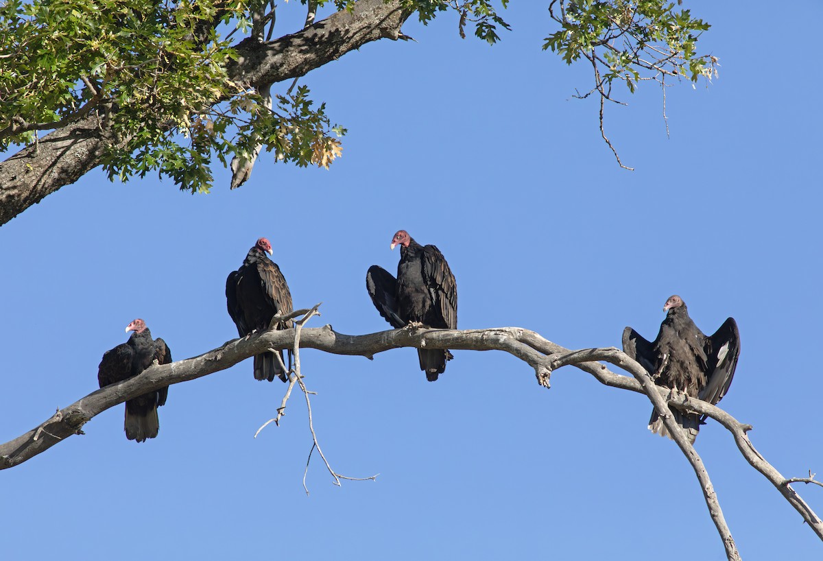 Turkey Vulture - Robyn Waayers