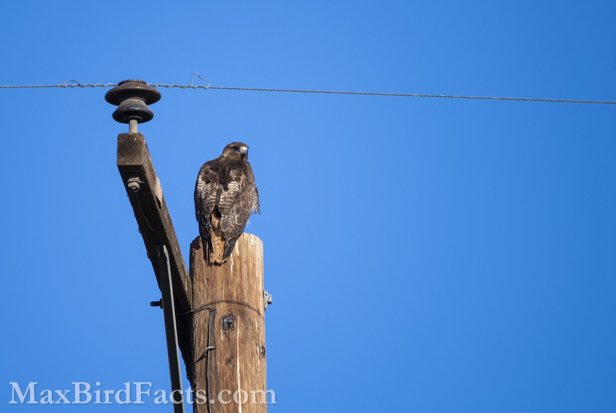 Red-tailed Hawk - ML608529068
