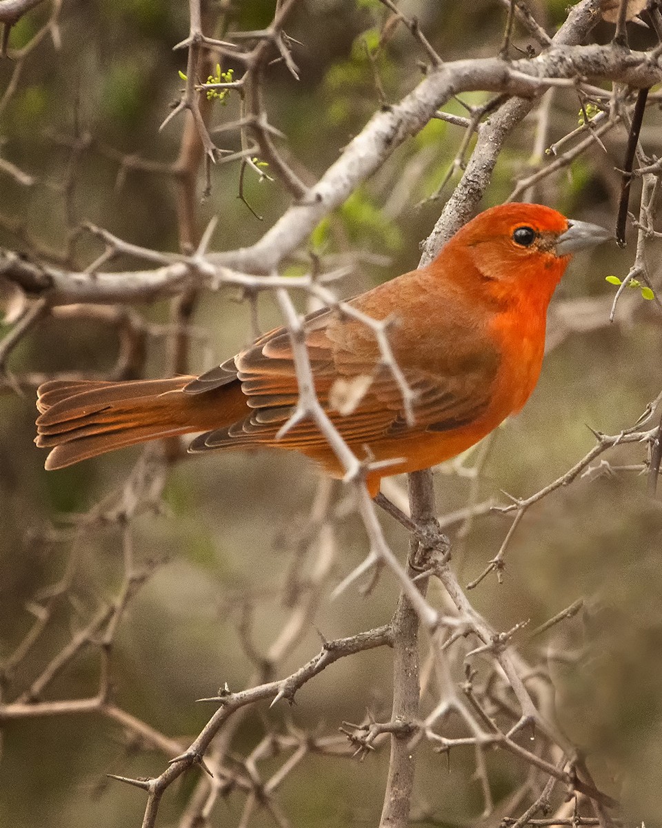 Hepatic Tanager - ML608529553