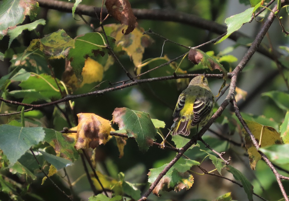 Cape May Warbler - ML608529891