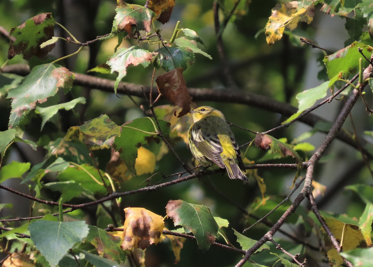 Cape May Warbler - ML608529892