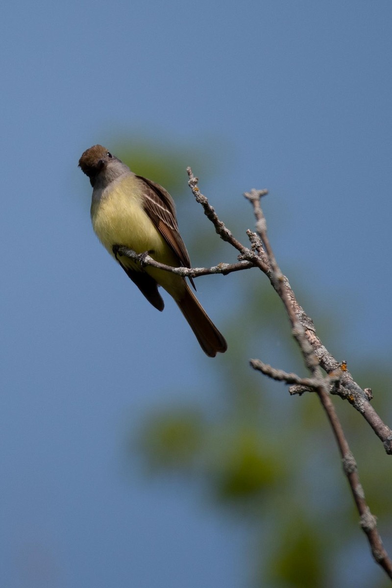 Great Crested Flycatcher - ML608531761