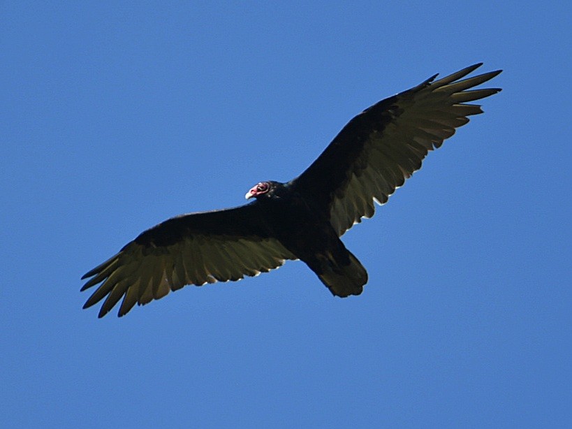 Turkey Vulture - ML608531833