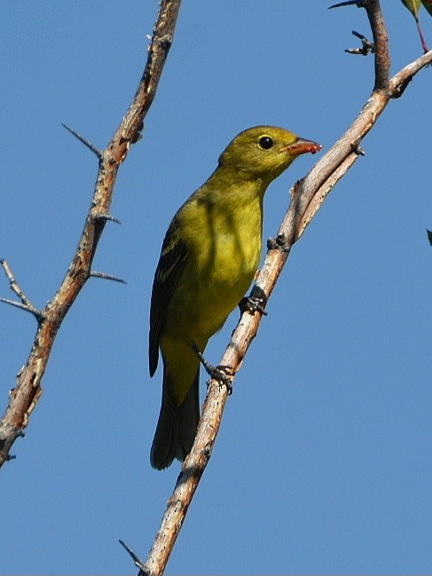 Western Tanager - ML608531927