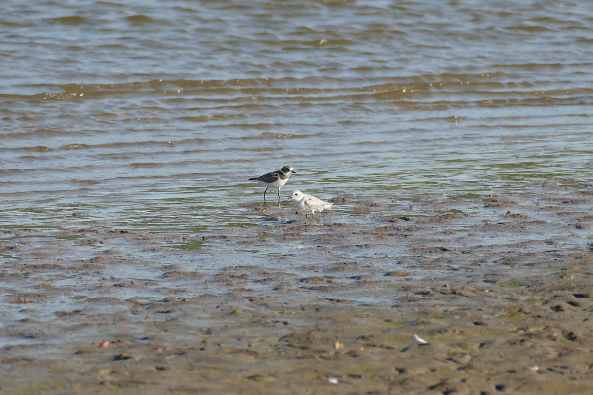Piping Plover - ML608532264