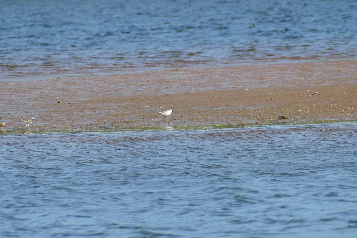 Piping Plover - ML608532436
