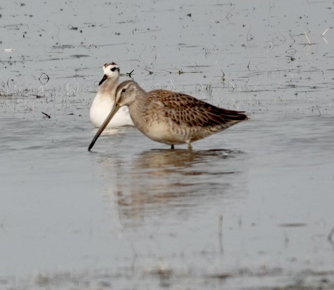 Long-billed Dowitcher - ML608532591