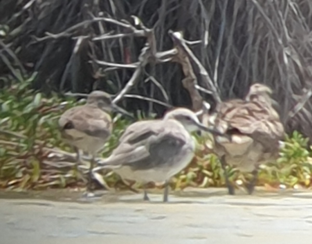 EBird Caribbean Checklist 3 Sep 2023 Pointe Des Chateaux SR 18 Species 1 Other Taxa