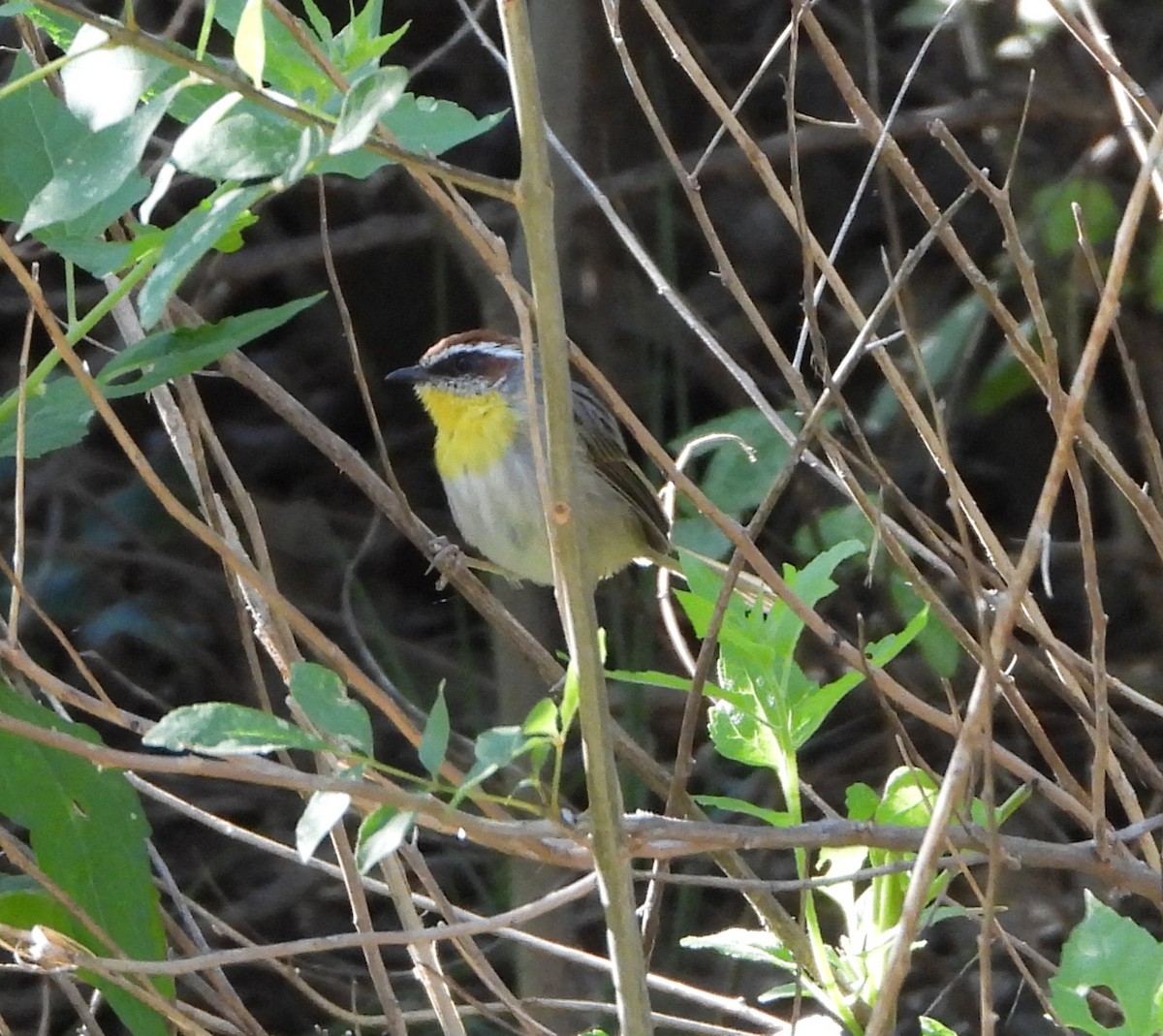 Rufous-capped Warbler - ML608533057