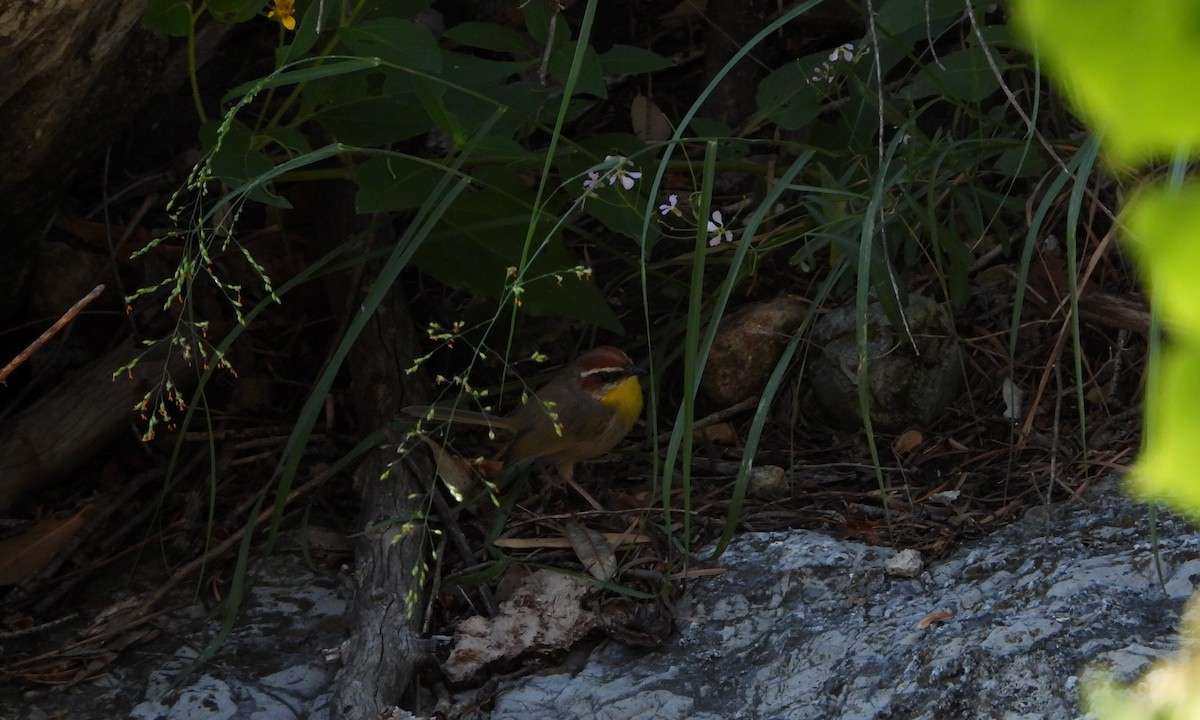 Rufous-capped Warbler - ML608533070