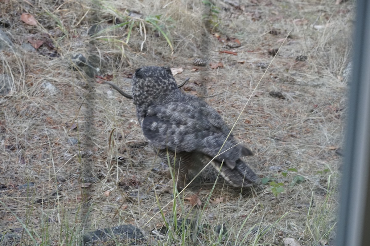 Great Horned Owl - ML608533179