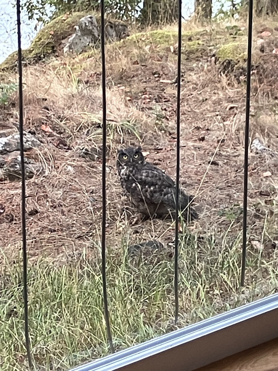 Great Horned Owl - ML608533642