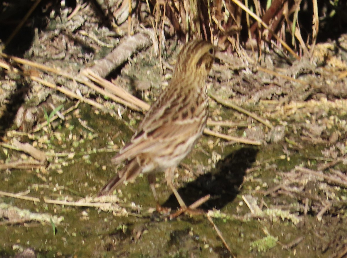 Savannah Sparrow - ML608533665