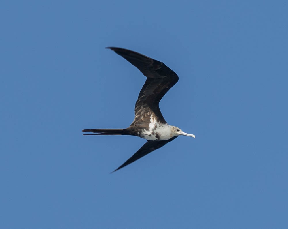 Lesser Frigatebird - ML608533815