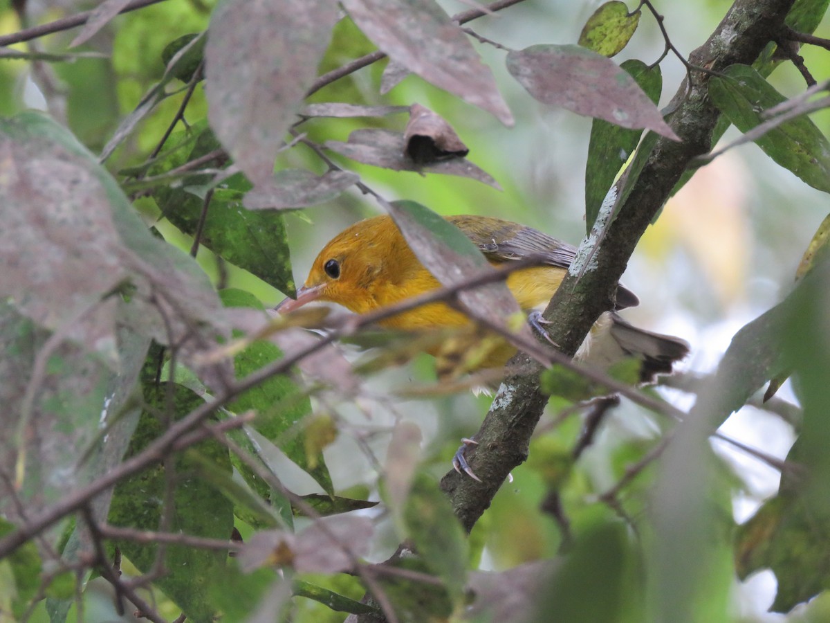 Prothonotary Warbler - ML608534200