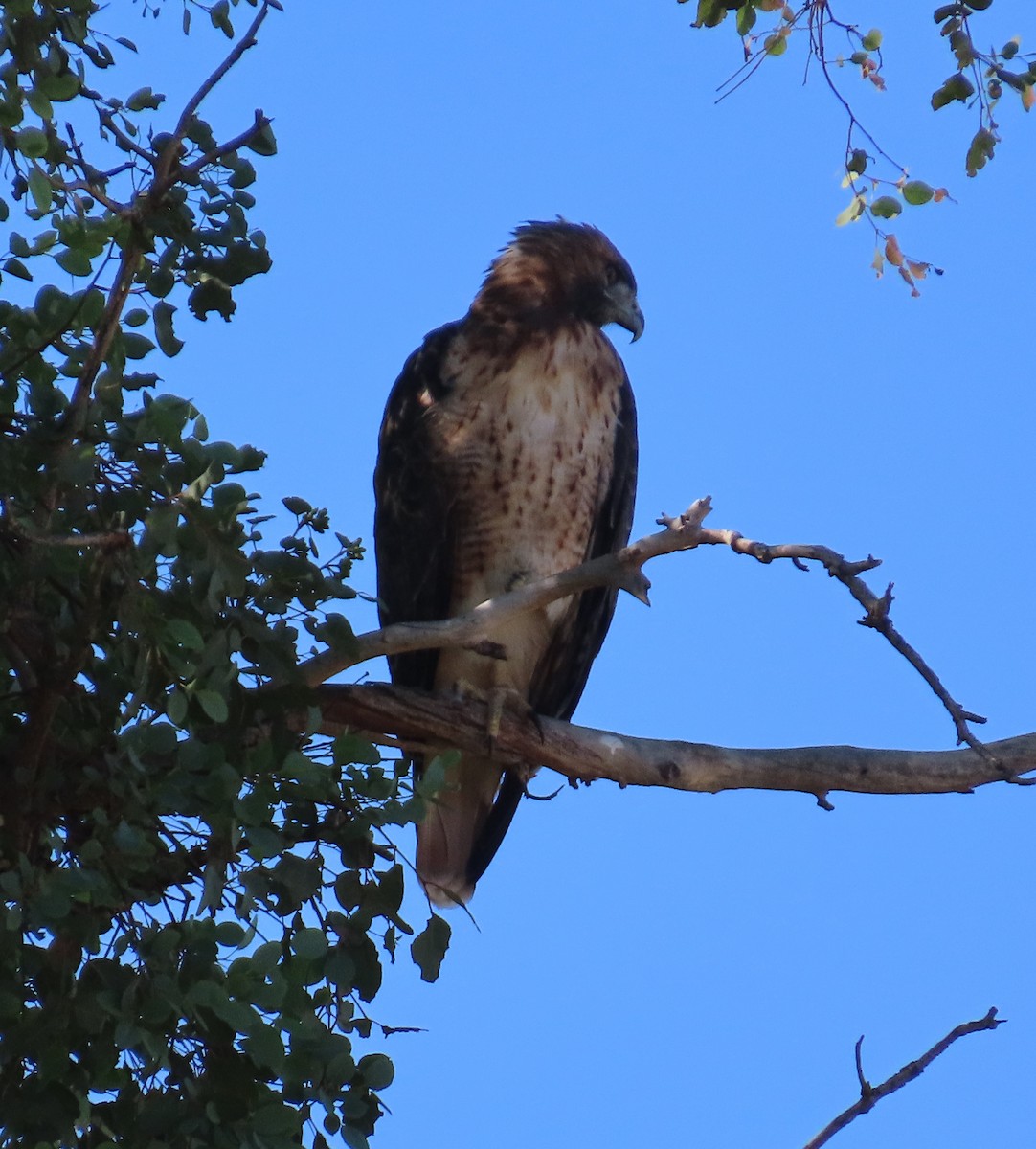 Red-tailed Hawk - ML608534323