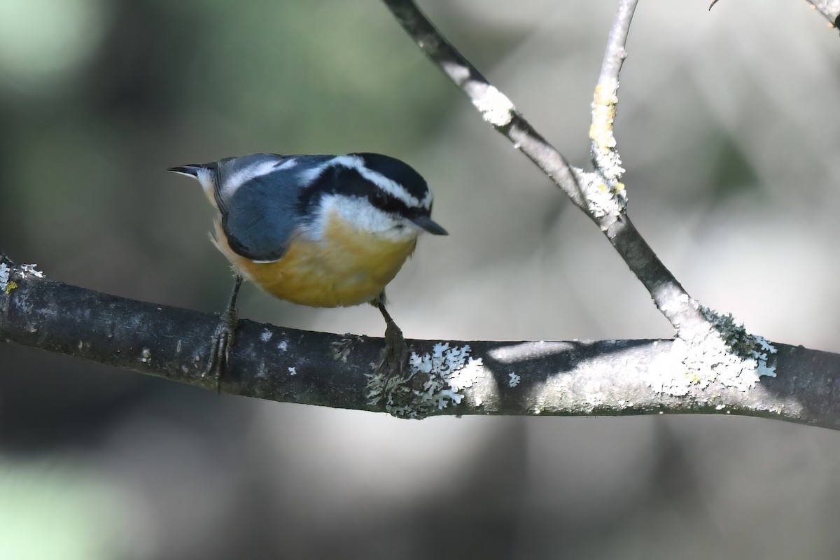 Red-breasted Nuthatch - ML608534409
