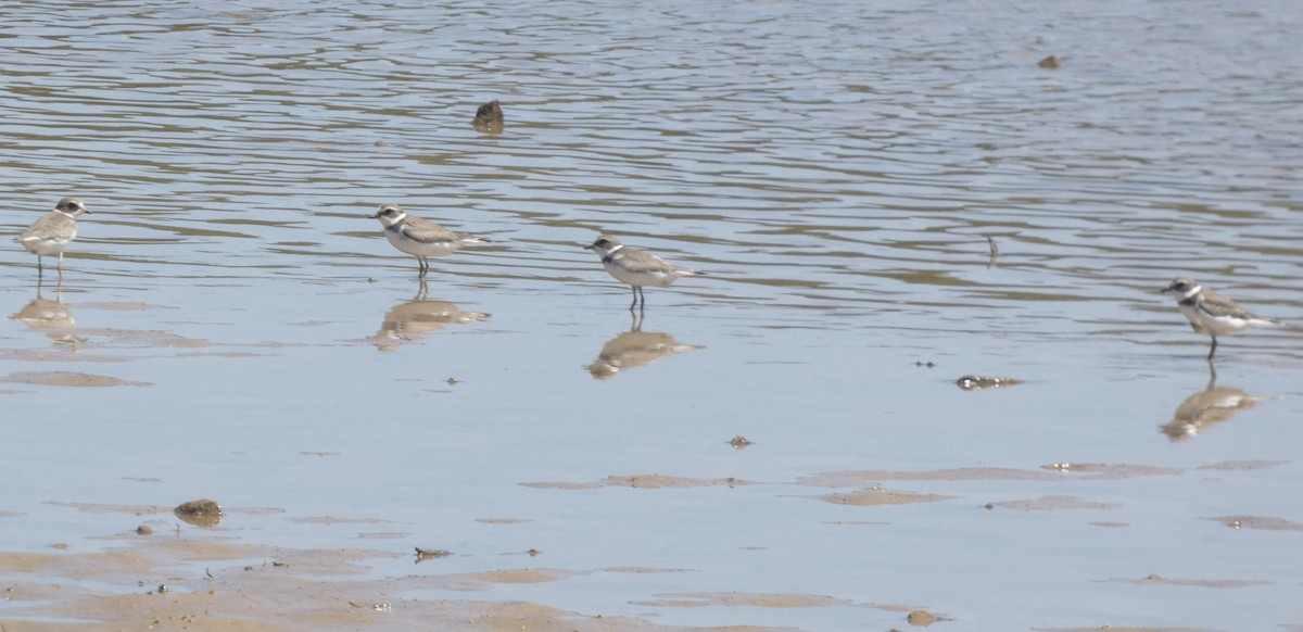 Semipalmated Plover - ML608534523