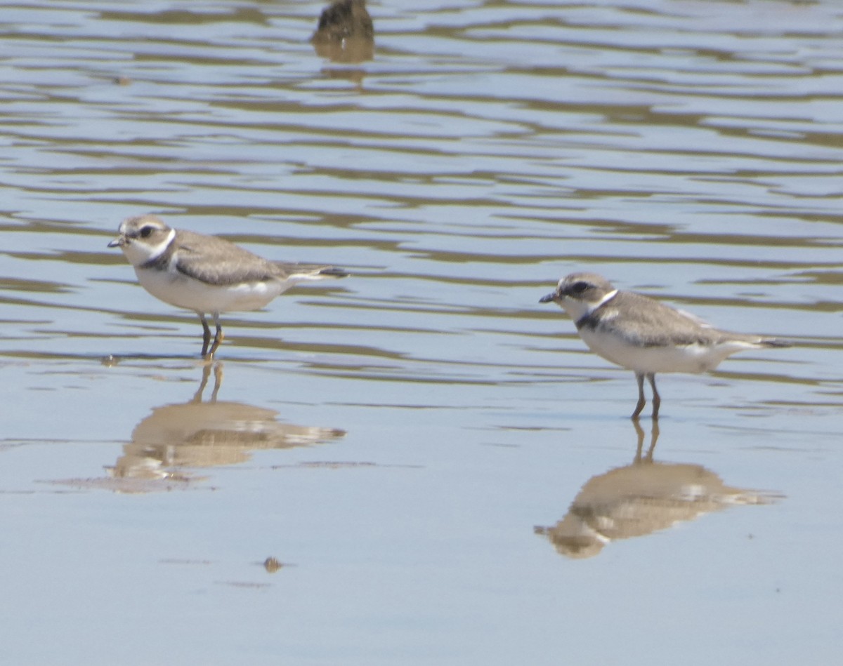 Semipalmated Plover - ML608534524