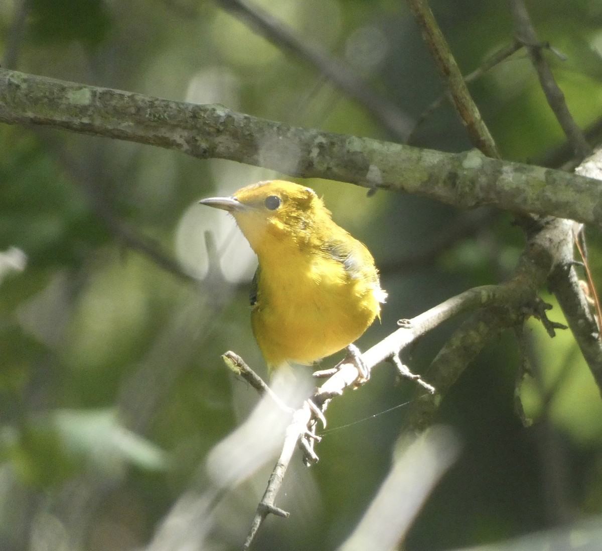 Prothonotary Warbler - ML608534571