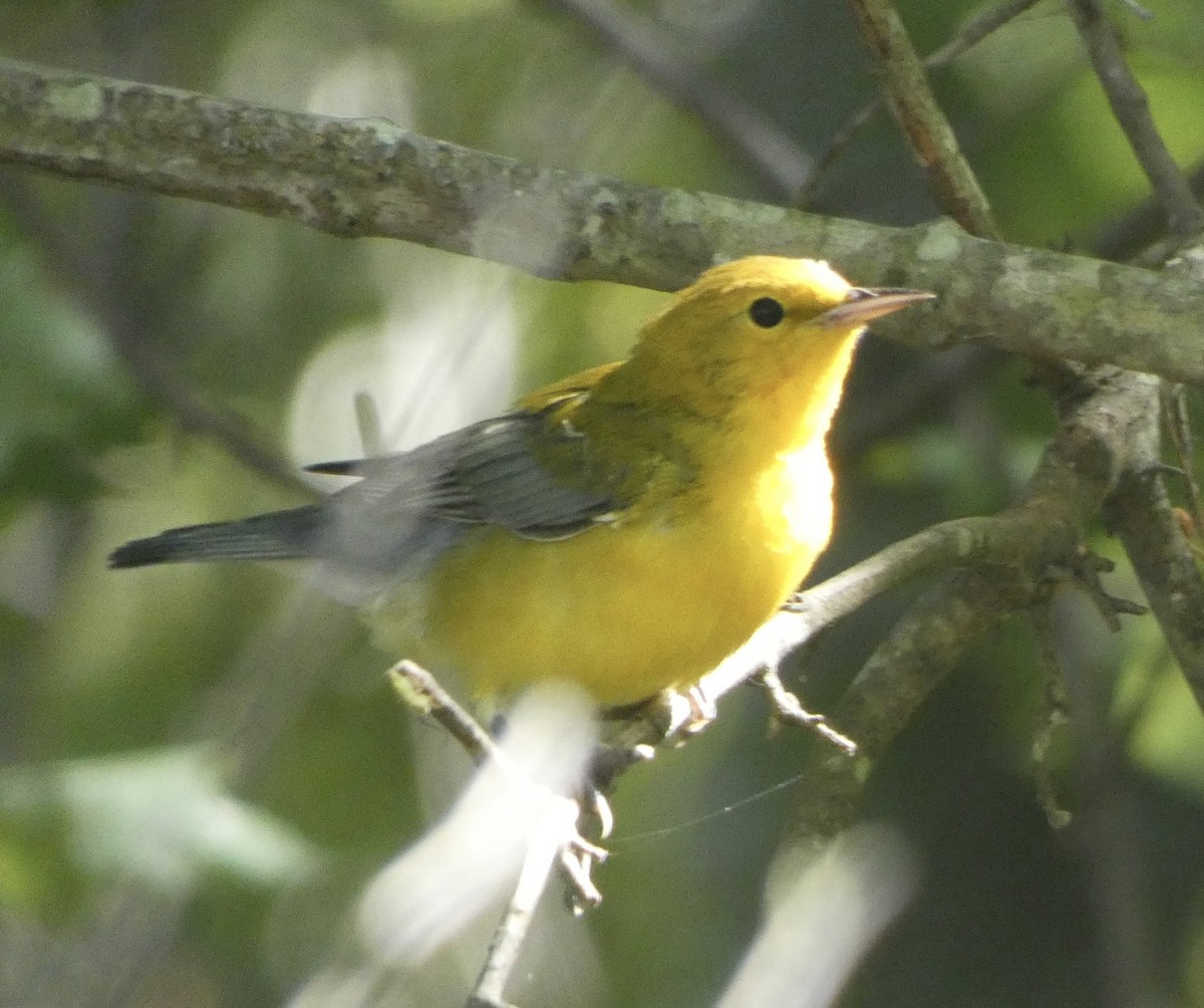 Prothonotary Warbler - ML608534572