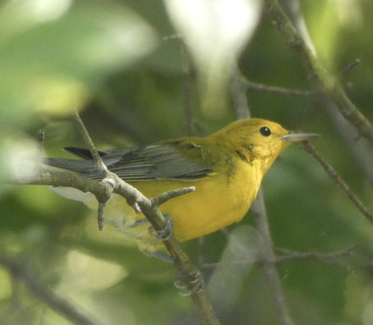 Prothonotary Warbler - ML608534573