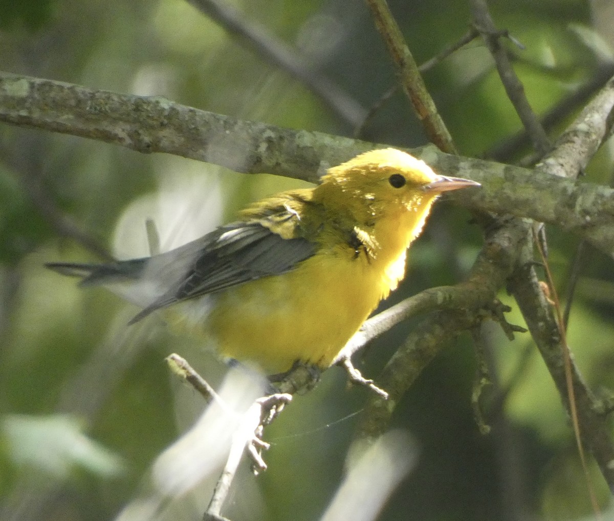 Prothonotary Warbler - ML608534574