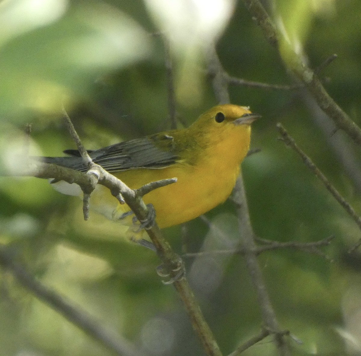 Prothonotary Warbler - ML608534575