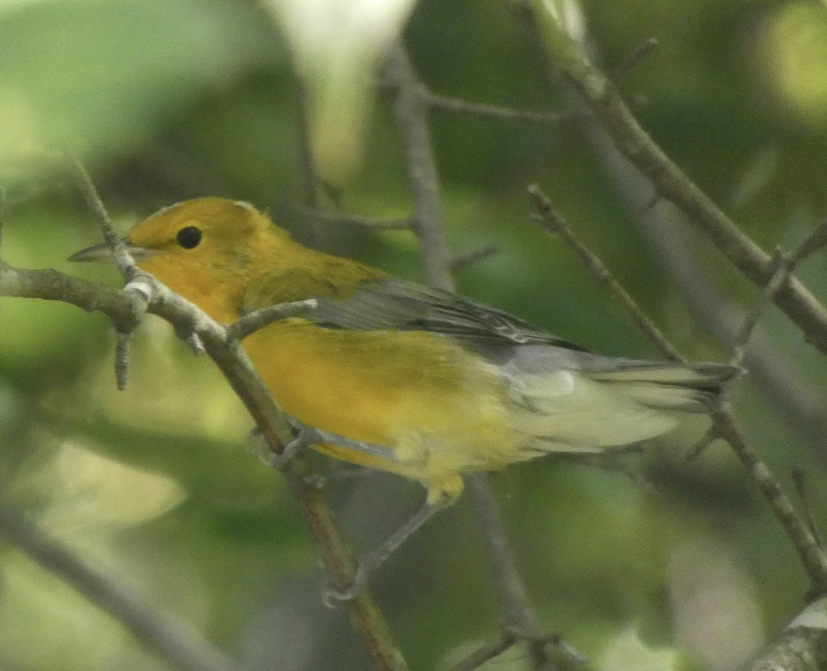 Prothonotary Warbler - ML608534576