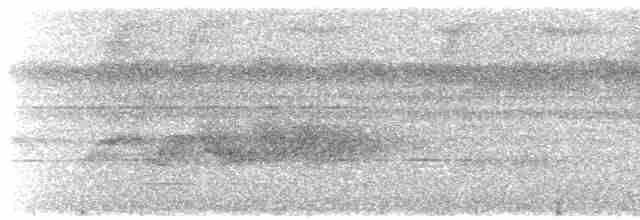 Dunkelsensenschnabel (gyldenstolpei) - ML608534779