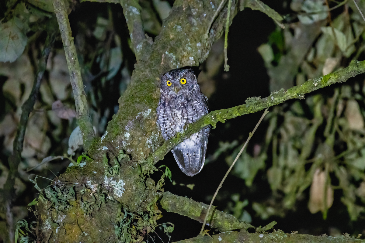 Whiskered Screech-Owl - ML608535354