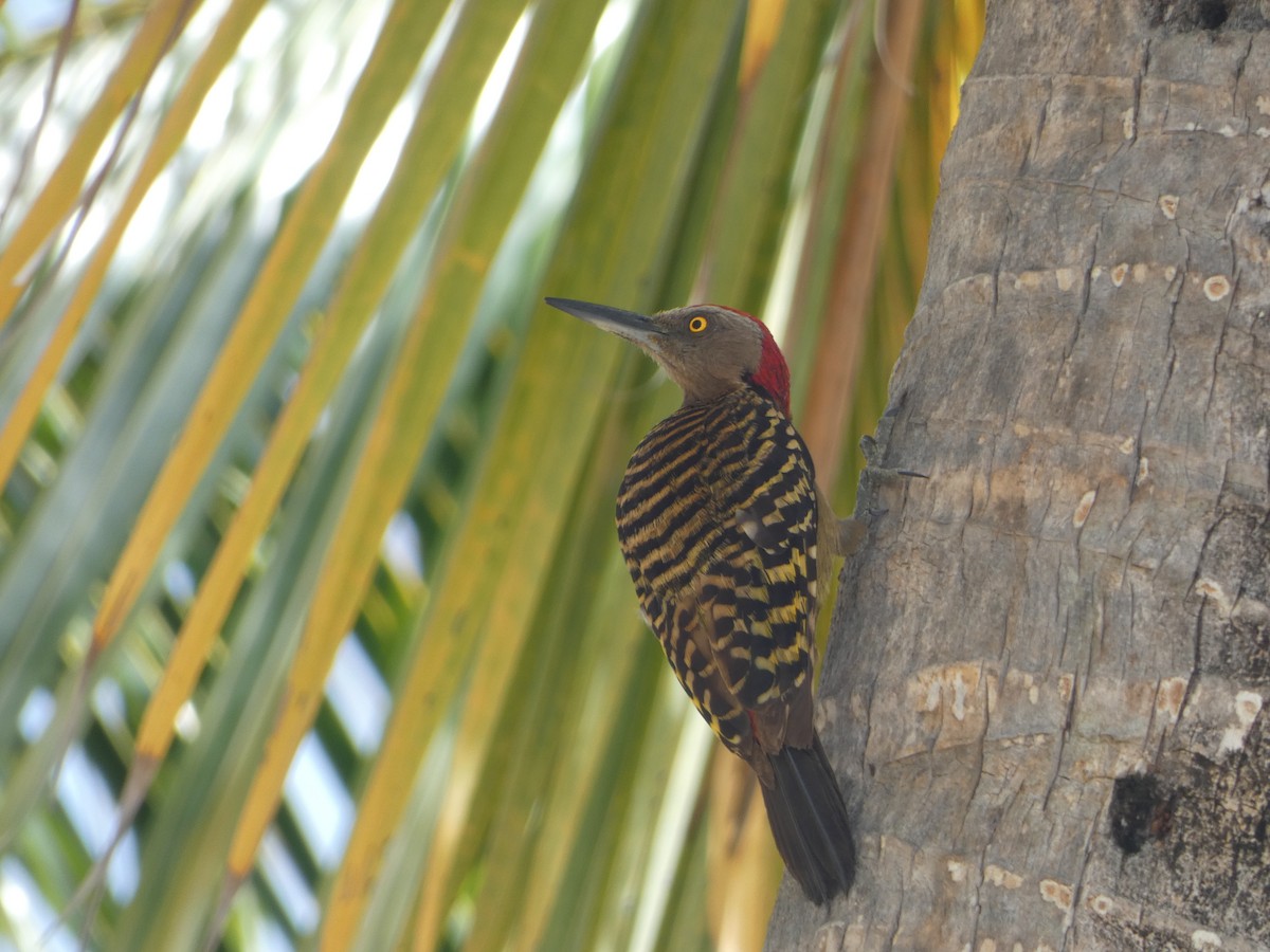 Hispaniolan Woodpecker - ML608535403