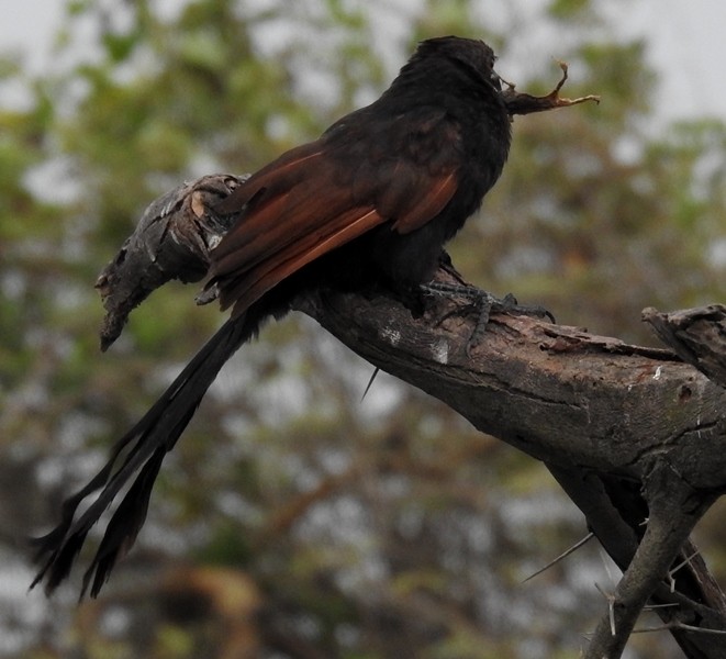 Greater Coucal - ML608535609