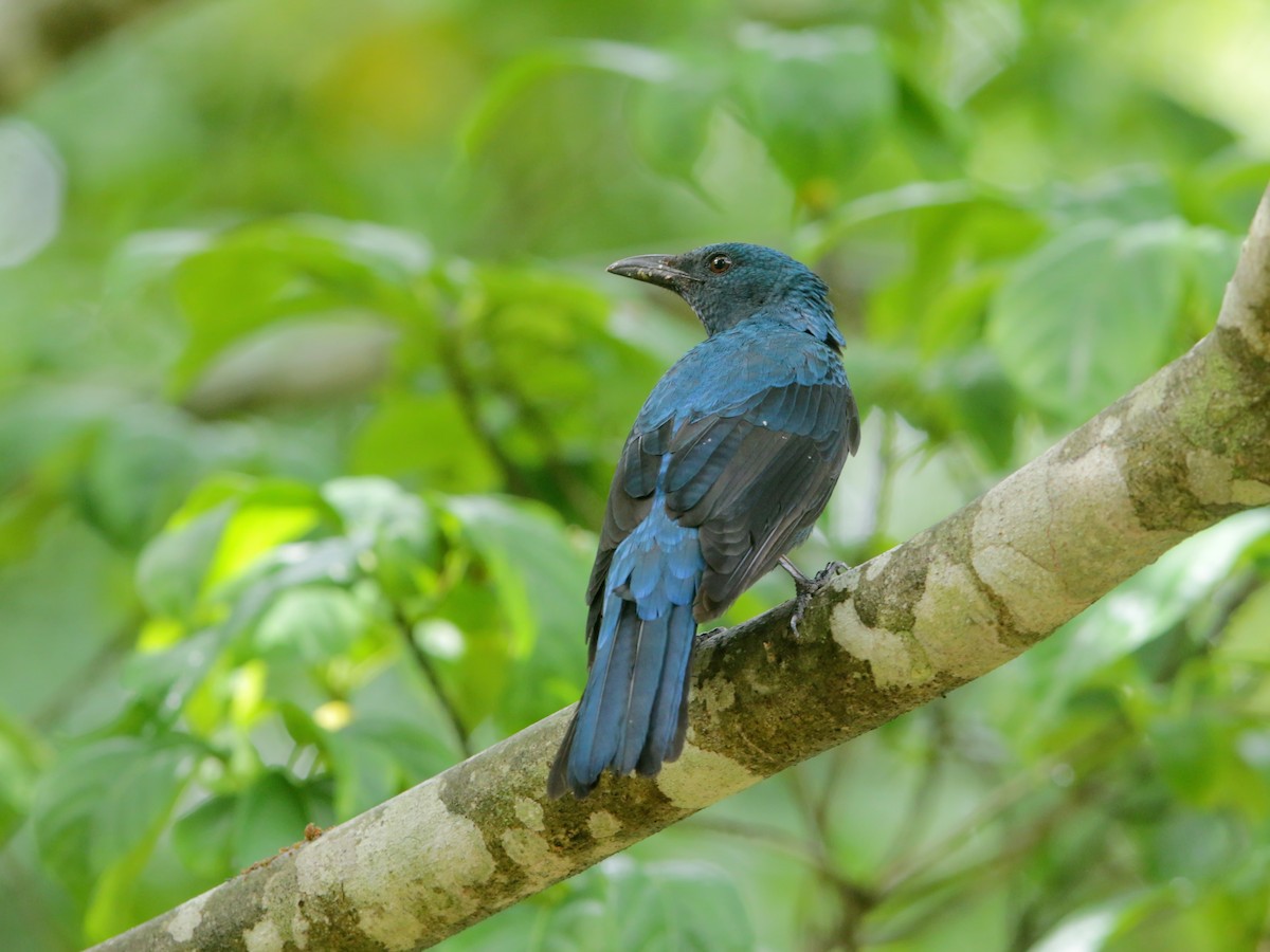 Asian Fairy-bluebird - ML608535687