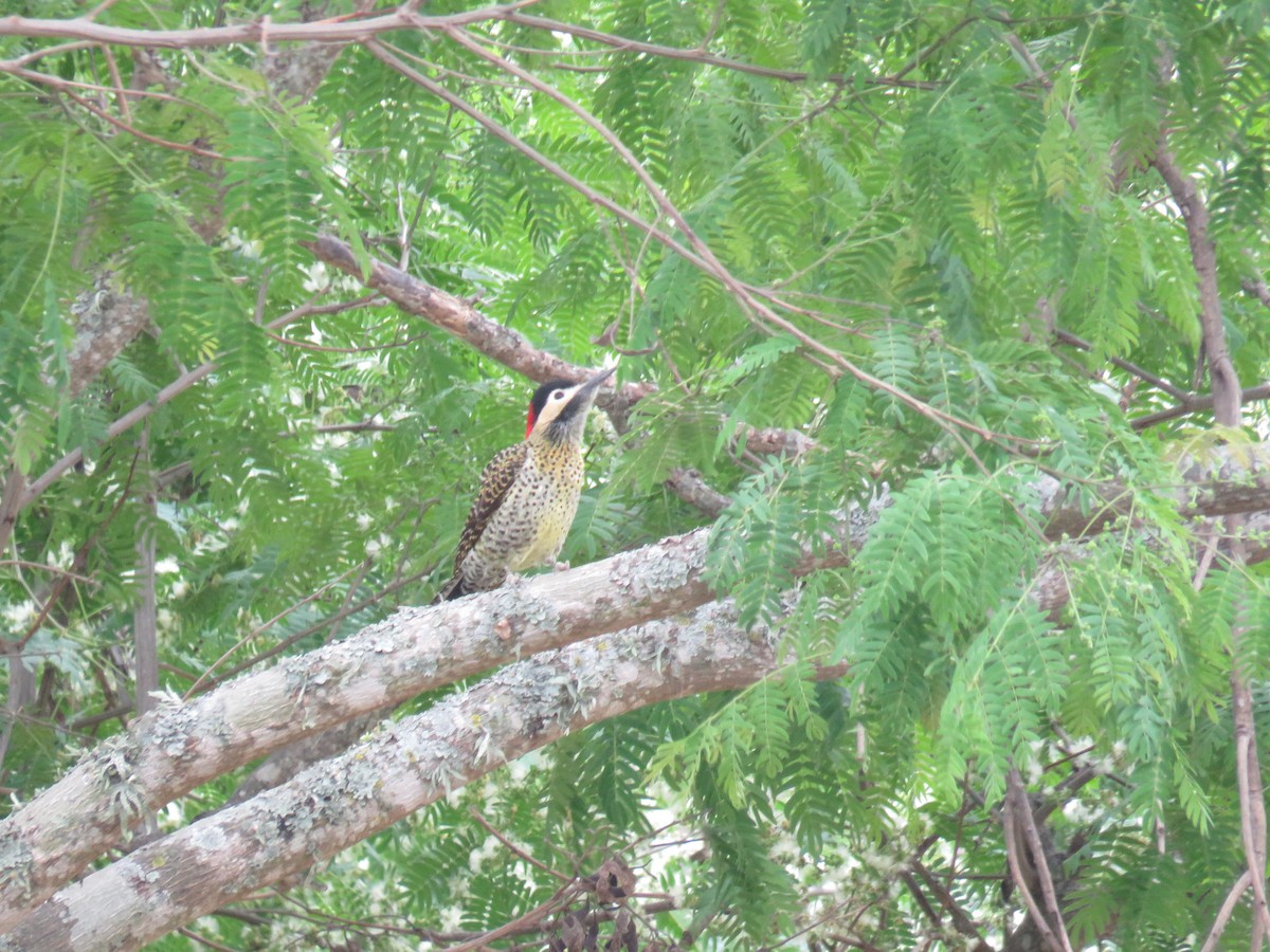 Green-barred Woodpecker - ML608535770