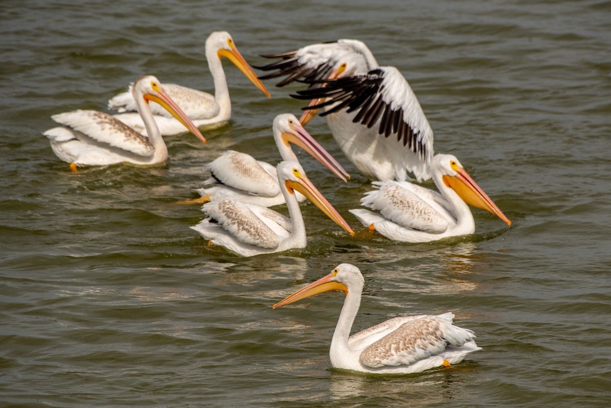 pelikán severoamerický - ML608535823