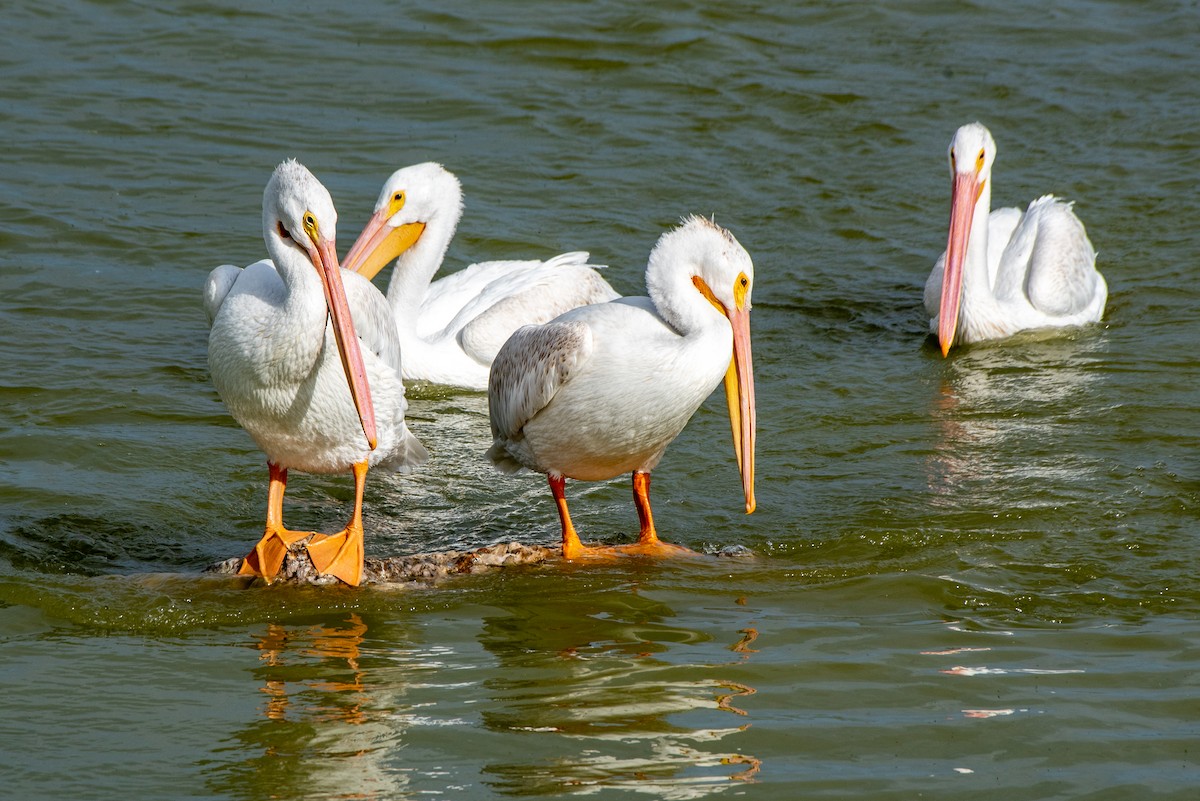 pelikán severoamerický - ML608535825