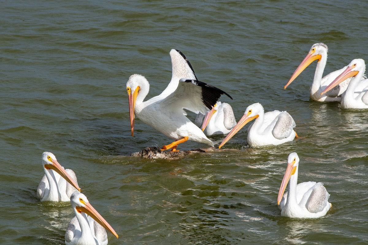 pelikán severoamerický - ML608535826