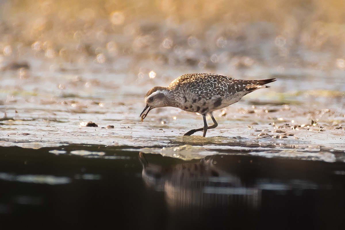 eBird Checklist 4 Sep 2023 Kentucky LakeTie Landing 58 species